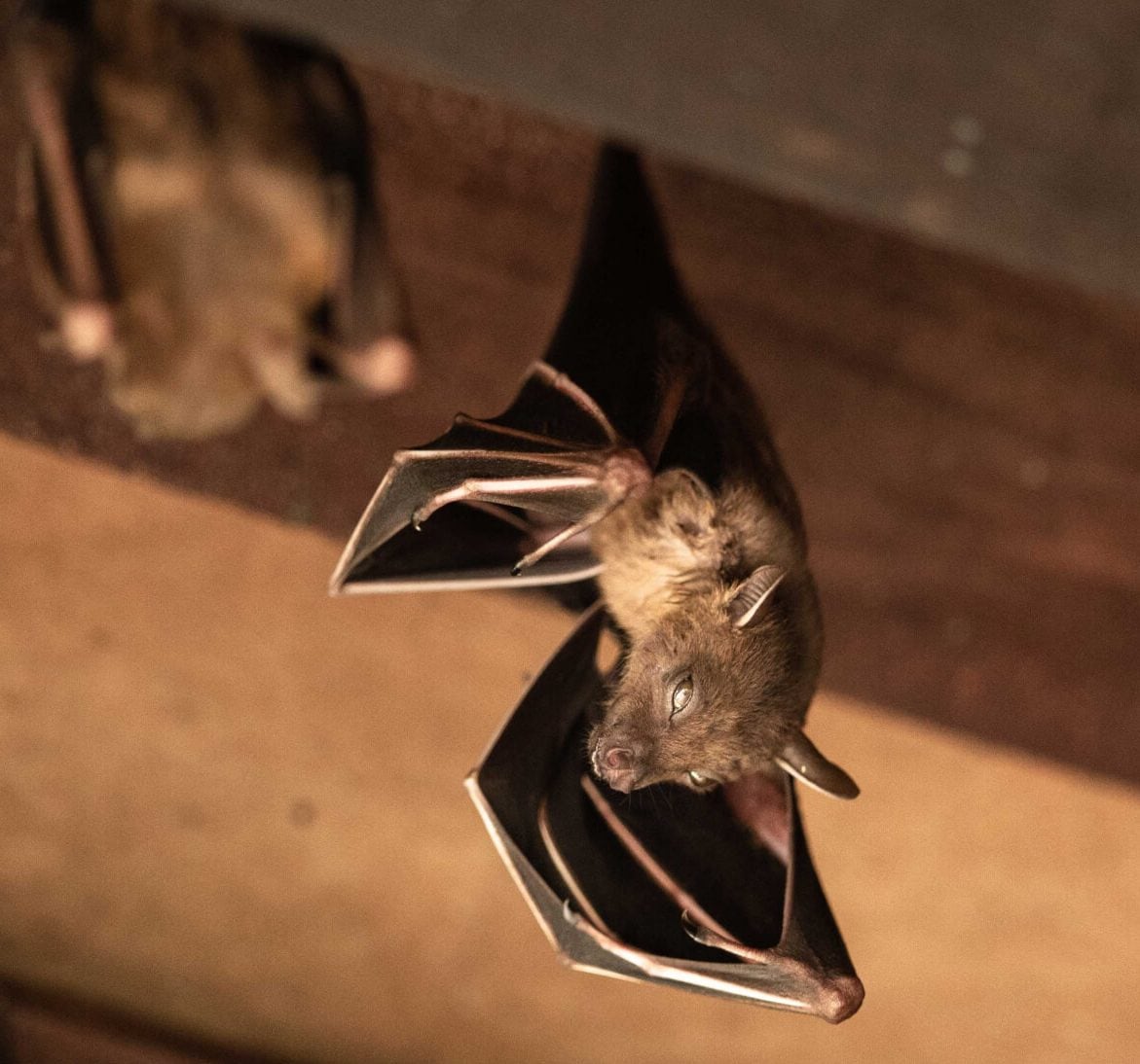 Expert bat removal services for a safe and humane solution in Philadelphia